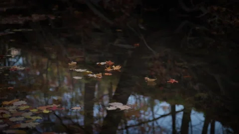 Wide View of Forest Pond with Floating Autumn Leaves Stock Footage 345555710