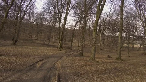 Wide view of a forest in winter with bare trees. Small vehicle trail Stock Footage 106695179