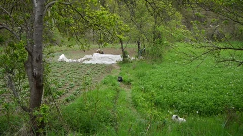 Wide view of a garden in an old Serbian village Stock Footage 265172248