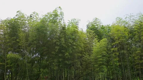 Wide view of green bamboo forest under bright sky in Leshan Stock Footage 315136373
