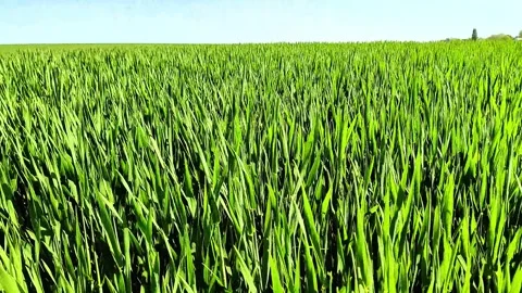 Wide View of Green Cereal Crops Growing in Summer Farm Field Stock Footage 334737037