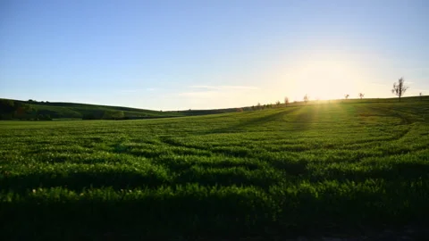Wide view of a green field at sunset with the low sun behind trees on the Stock Footage 342250324