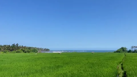 Wide View Of Green Rice Field Near Ocean Beach In Bali 動画素材 342194840