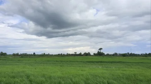 Wide View Of Green Rice Field Waving In Wind Under Dramatic Storm Clouds 4K Stock Footage 345893463