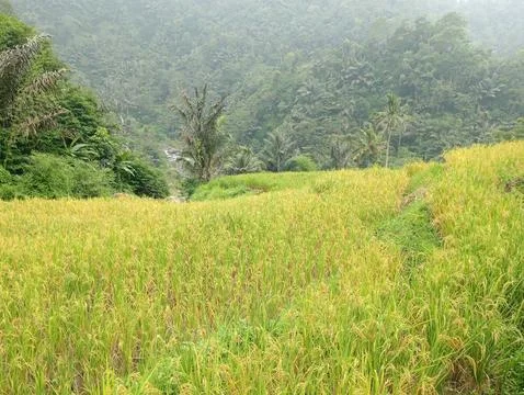 Wide View of Green Rice Fields Under Cloudy Sky Stock Photos