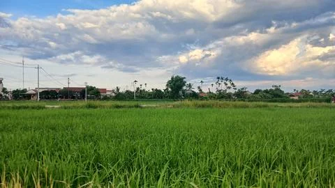 Wide View of Green Rice Fields Under Dramatic Cloudy Sky in Rural Vietnam Stock Photos