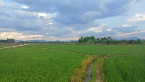Wide View of Green Rice Fields Under Dramatic Cloudy Sky Stock Photos