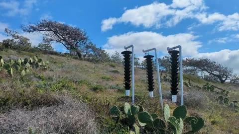 Wide view of hanging pine beetle funnel traps along hiking trail with Stock Footage 274463201