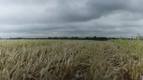 Wide View of Harvested Field Under Dramatic Clouds Video stock 334923896