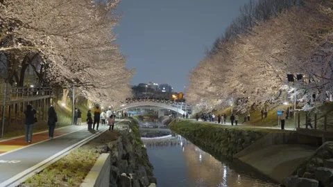 Wide view of illuminated cherry blossom trees lining Yangjae stream with crowds Stock Footage 341548715