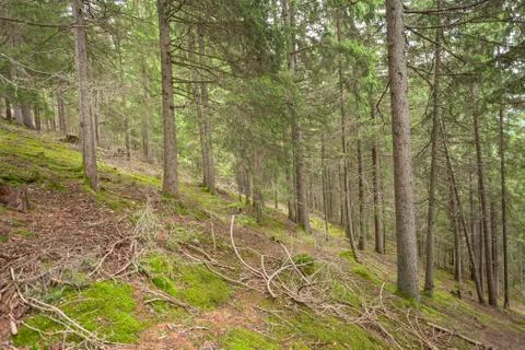 Wide view inside a pine forest in the Dolomites (Italy) Stock Photos