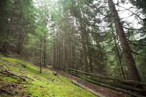 Wide view inside a pine forest in the Dolomites (Italy) Stock Photos