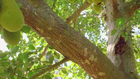 Wide View of Jackfruit Tree Covered with Multiple Fruits on Branches in Lush Tro Stock Footage 334313076