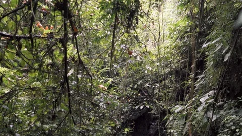 Wide view of the jungle forest in Sumatra Stock Footage 126711338