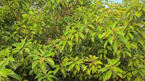 Wide view of a large ficus tree with dense crown and big green leaves growi.. Stock-Footage 317686571