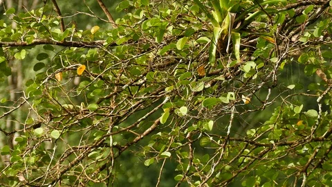 Wide view of light tree with small yellow bird hiding in it Stock Footage 91904674