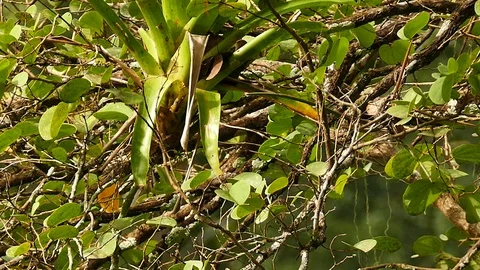 Wide view of light tree with small yellow bird hiding in it Stock Footage 123556135