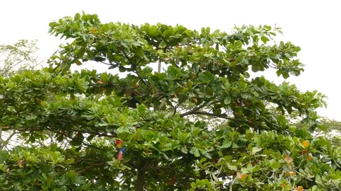 Wide view of lush broadleaf tree with Scarlet Macaw parrots feeding in it 스톡 동영상 95600465