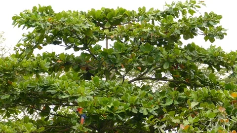 Wide view of lush broadleaf tree with Scarlet Macaw parrots feeding in it - 스톡 동영상 104126640