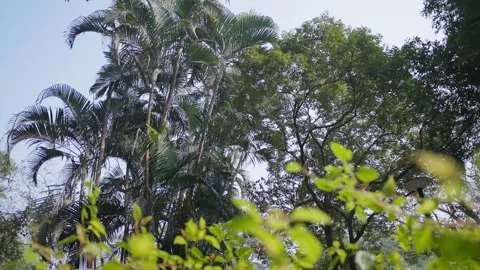 A Wide View of a Lush Garden with Trees Under a Bright Sunny Sky Video stock 290169643