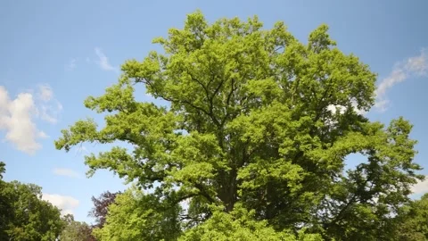 Wide view of lush green oak tree under clear blue sky on sunny spring day Stock Footage 308940810