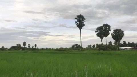 Wide View of Lush Green Rice Paddy Field with Tall Palmyra Palm Trees Stock Footage 344317834