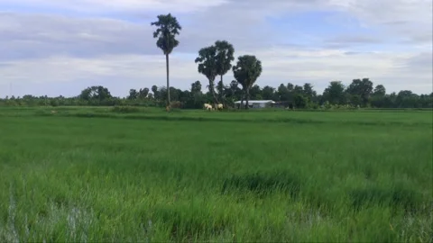Wide View of Lush Green Rice Field with Sugar Palm Trees and Grazing Cattle Stock Footage 344317874