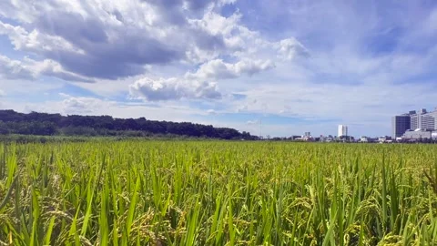 Wide view of lush rice field with ripening grain stretching toward modern city Stock Footage 341382104