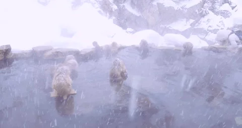 Wide view of macaques in steaming hot spring during heavy snowfall Vídeo Stock 347157697