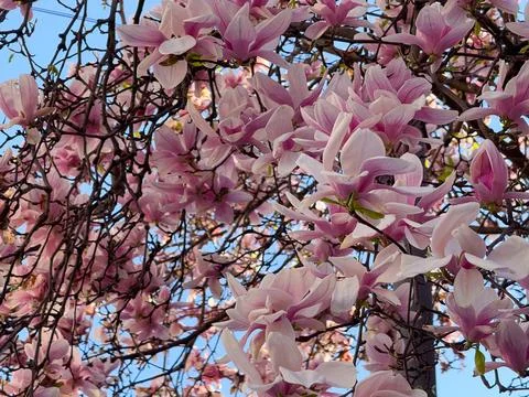 Wide view of magnolia tree covered with pink flowers against blue sky. Season Stock Photos