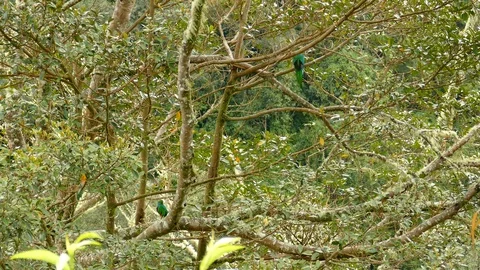 Wide view of medium sized tree with two Quetzal birds perched in it - 24fps Stock Footage 104128457