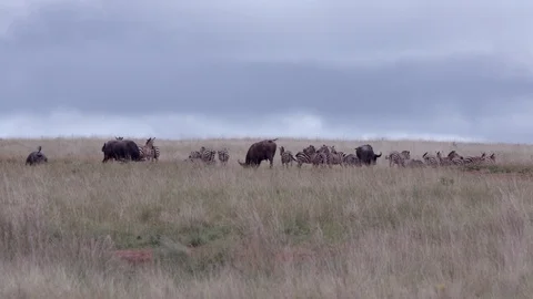 Wide view of mixed buffalos and zebras feeding in the landscape of akagera Stock Footage 112155939
