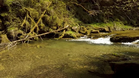 Wide view of mountain stream in a deep forest. Stock Footage 129510959