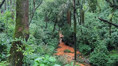 Wide view of muddy river winding through dense lush green rainforest canopy Stock-Footage 346816408