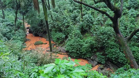 Wide view of muddy river winding through dense lush green rainforest canopy Stock-Footage 346816465