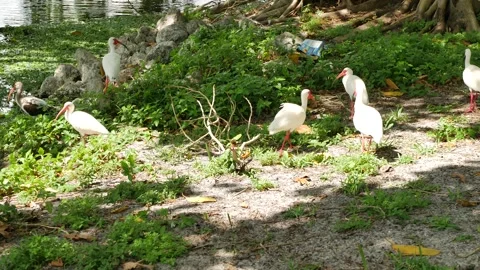 Wide view multiple  American white ibis  Eudocimus albus  in grass Foraging for Stock Footage 306496363