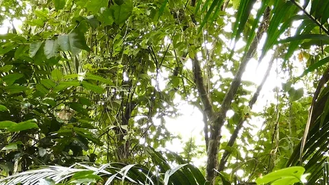 Wide view of multiple jungle trees with white headed capuchin Stock Footage 123620259