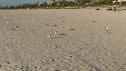 Wide View north Pass-a-grille St. Pete Beach, Florida. Leading lines of beach an Stock Footage 302607439