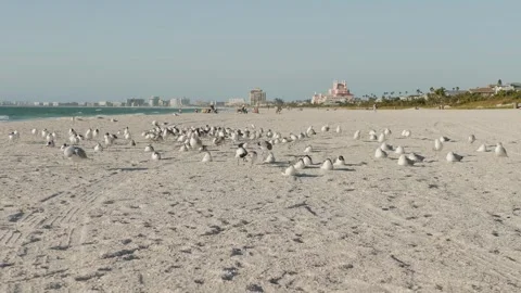 Wide View north Pass-a-grille St. Pete Beach, Florida. Leading lines of beach an Stock Footage 302607679