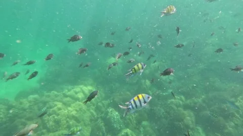 Wide view of numerous colorful fish and coral reefs in murky water at Kolipe Stock Footage 339900692