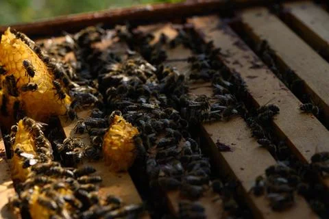 Wide view of open beehive with many bees on frames Stock Photos