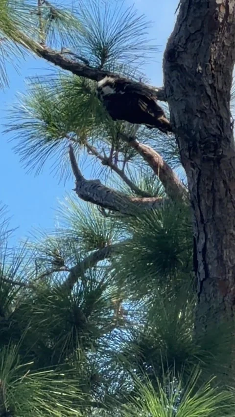 Wide view of osprey perched high in pine tree branches. Vídeo Stock 347547557