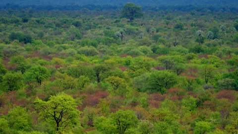 Wide view over the African bush beside a waterhole Vídeos de archivo 345521371