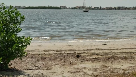 Wide view  over beach sand and green tree on left towards bay water with a white Stock Footage 284361040