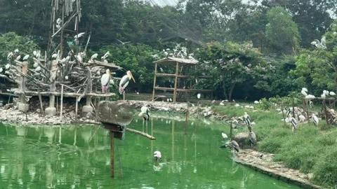 Wide View of Painted Stork Colony Around Zoo Pond Stock Footage 337983502