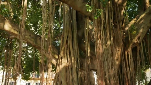 Wide view pan up  Large banyan tree early morning sunshine and shade in North St Stock Footage 282496793