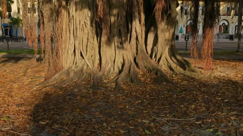 Wide view pan up  Large banyan tree early morning sunshine and shade in North St Stock Footage 282496804