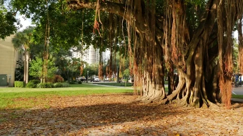 Wide view pan left to right Large banyan tree early morning sunshine and shade i Stock Footage 282496775