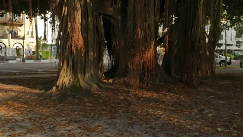 Wide view pan left to right Large banyan tree early morning sunshine and shade i Stock Footage 282496777
