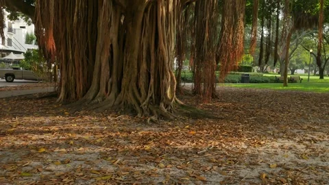 Wide view pan left to right Large banyan tree early morning sunshine and shade i Stock Footage 282496778